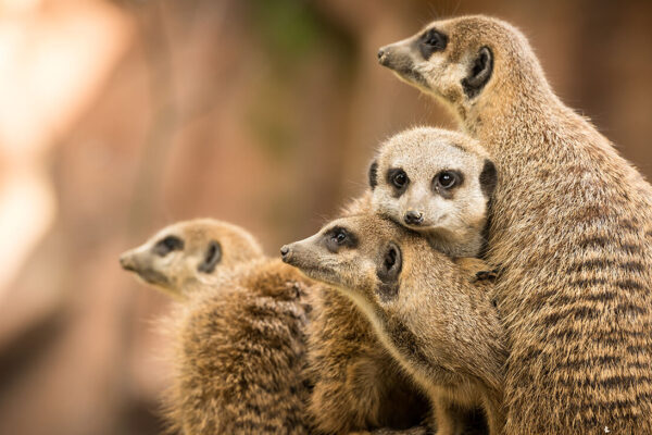 stokstaartjes-ZOO-Antwerpen-Jonas-Verhulst-26092013-6