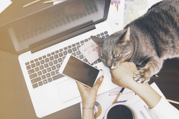 Working concept - girl with her assintant cat at the office